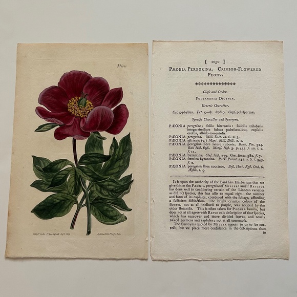 6 Curtis 1800’s Hand-colored Engravings Peony, Hibiscus, Camellia, Water Lily - Picture 6 of 13